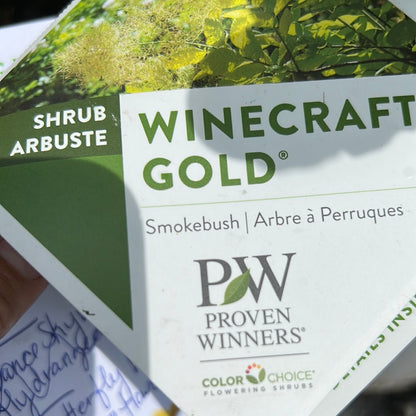 Winecraft Gold Smokebush