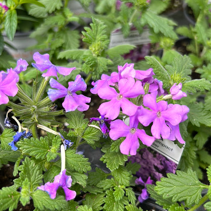 4" Verbena