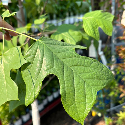 Tulip Tree