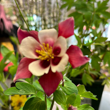 4" Columbine (Aquilegia)