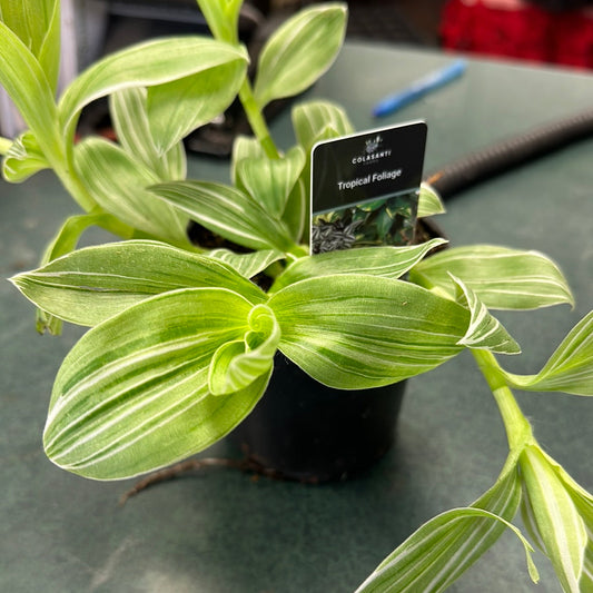 6.5" Hanging Basket Tradescantia, White Vein