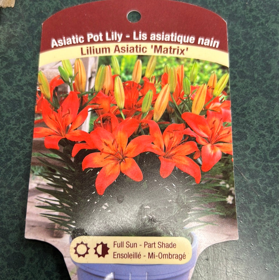 1 Gal Lily (Asiatic/Oriental)
