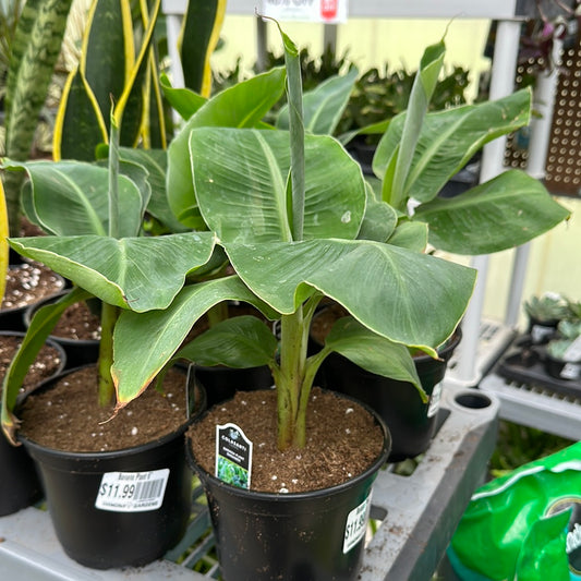 Banana Plant