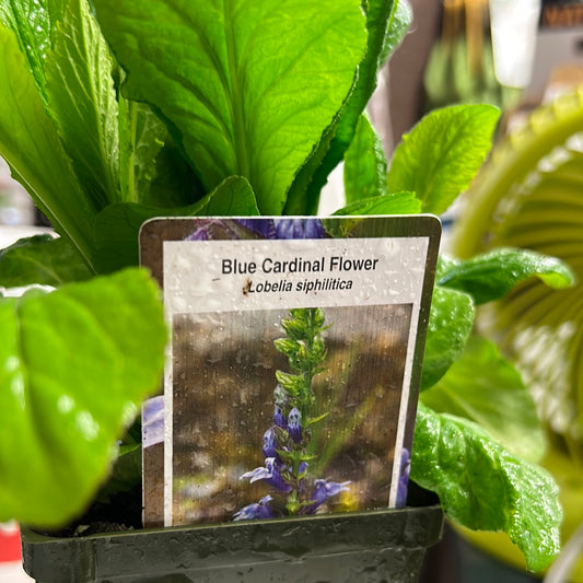 4" Cardinal Flower 'Lobelia Siphillitica' Blue