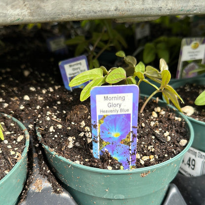 4.5" Morning Glory
