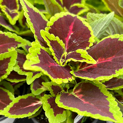 4" Coleus