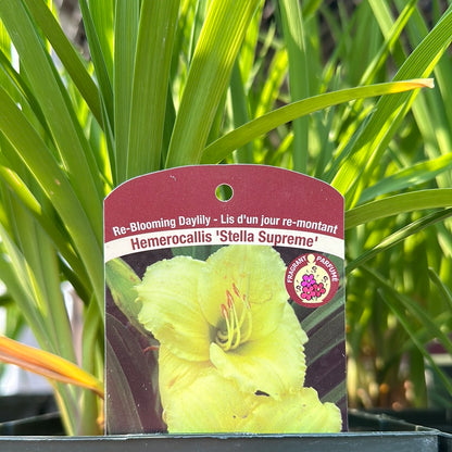 1 Gal Daylily (Hemerocallis)