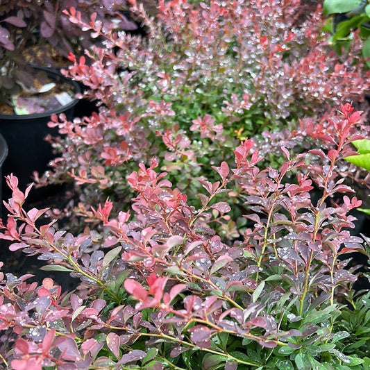 Royal Burgundy Barberry