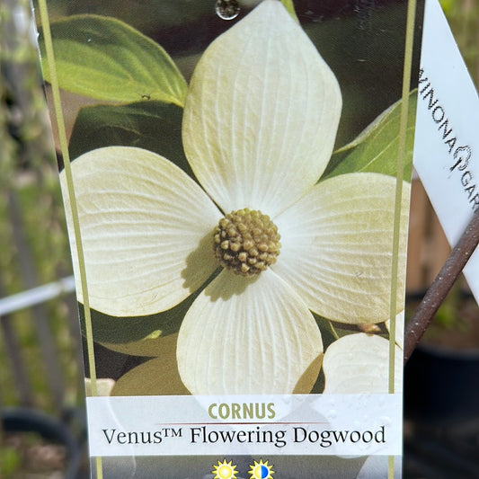 Venus Flowering Dogwood