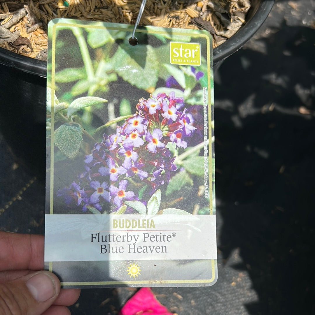 2 Gal Butterfly Bush 'Petite Blue Heaven'