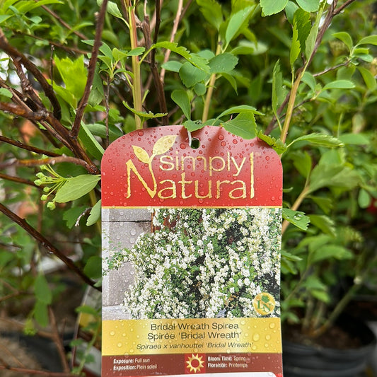 Bridal Wreath Spirea