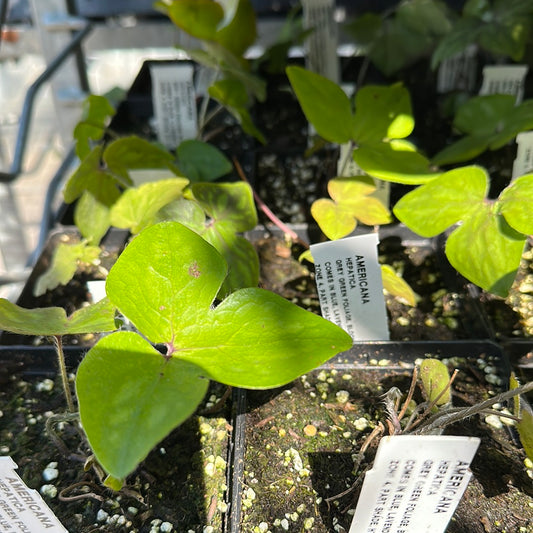 Americana Hepatica ‘Liverwort’
