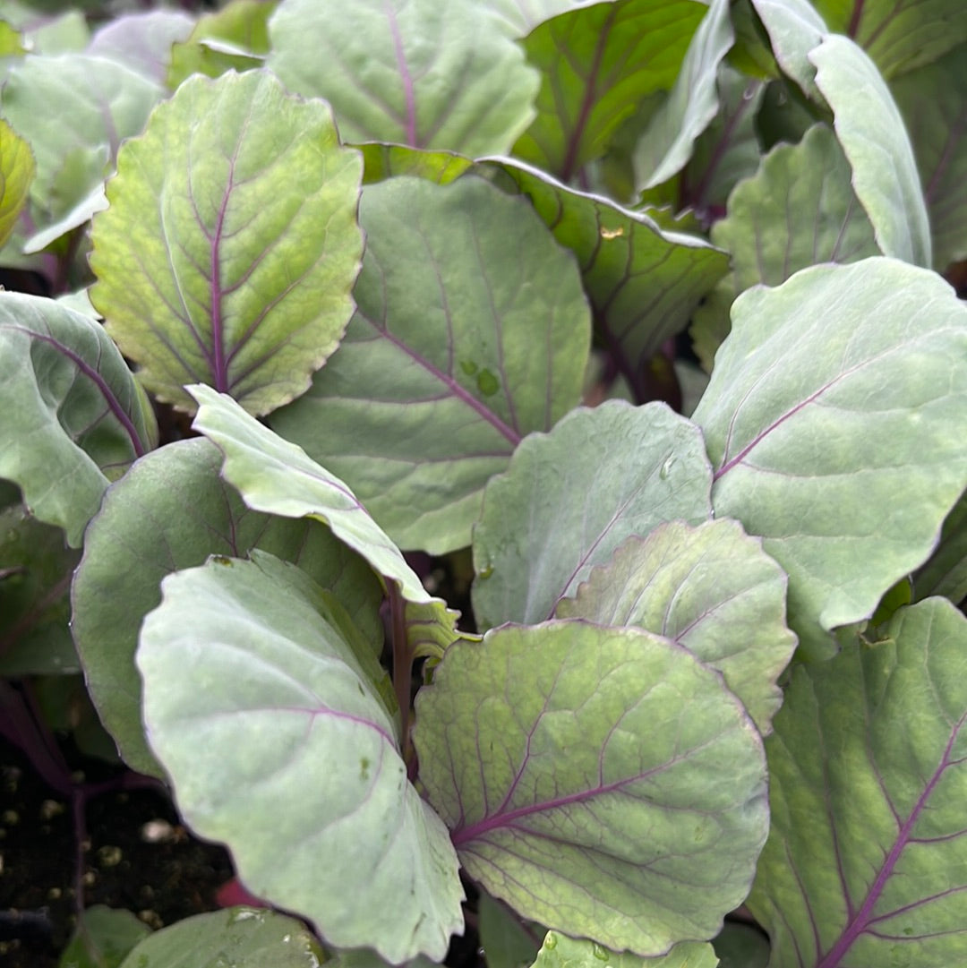 Cabbage Plants (Multi Pack)