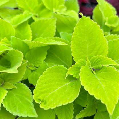 4" Coleus