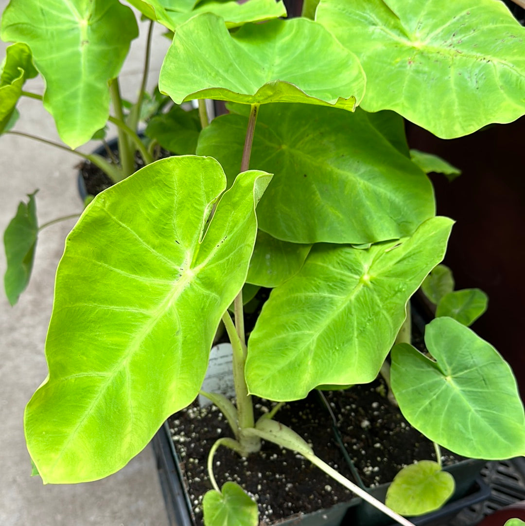 1 Gal Elephant Ear