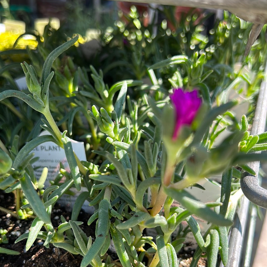 Ice Plant 'Delosperma'