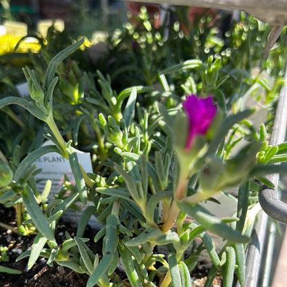 Ice Plant 'Delosperma'
