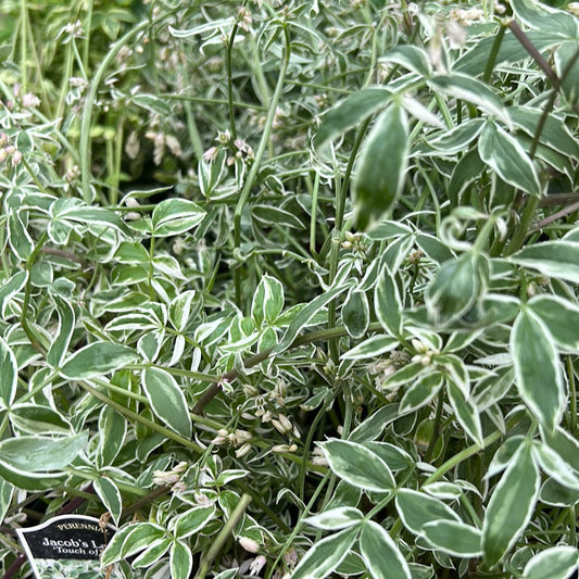Polemonium 'Jacob's Ladder'