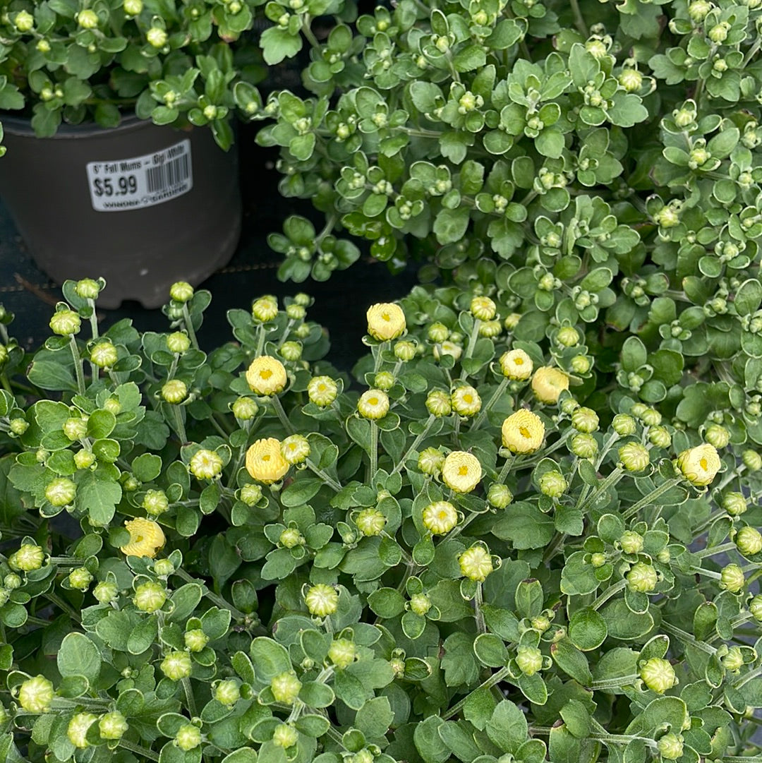 10" Fall Mums