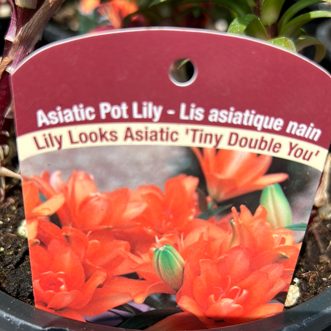 1 Gal Lily (Asiatic/Oriental)