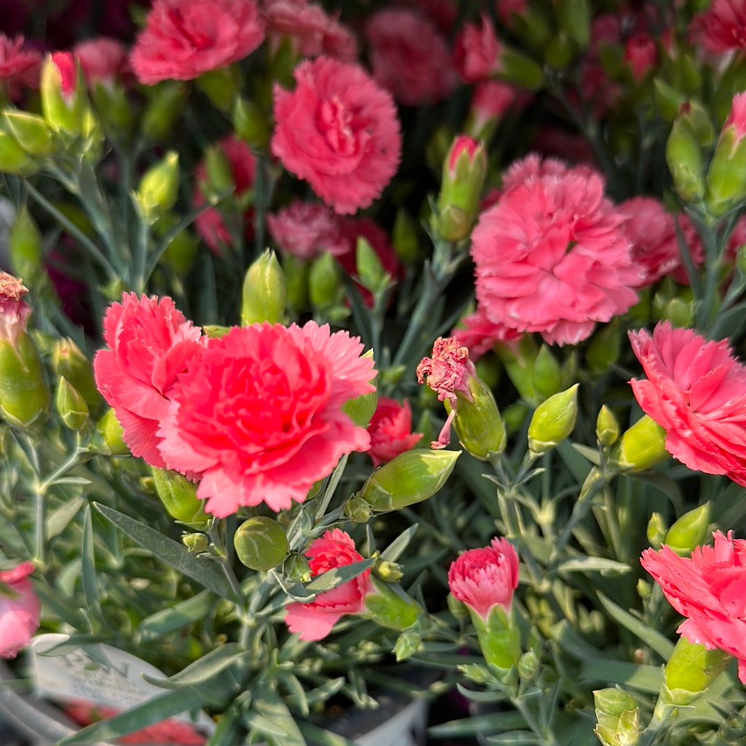 1 Gal Dianthus