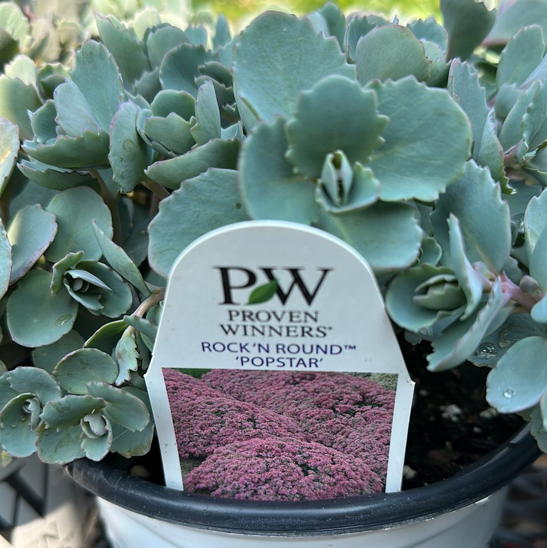 1 Gal Sedum/Stonecrop
