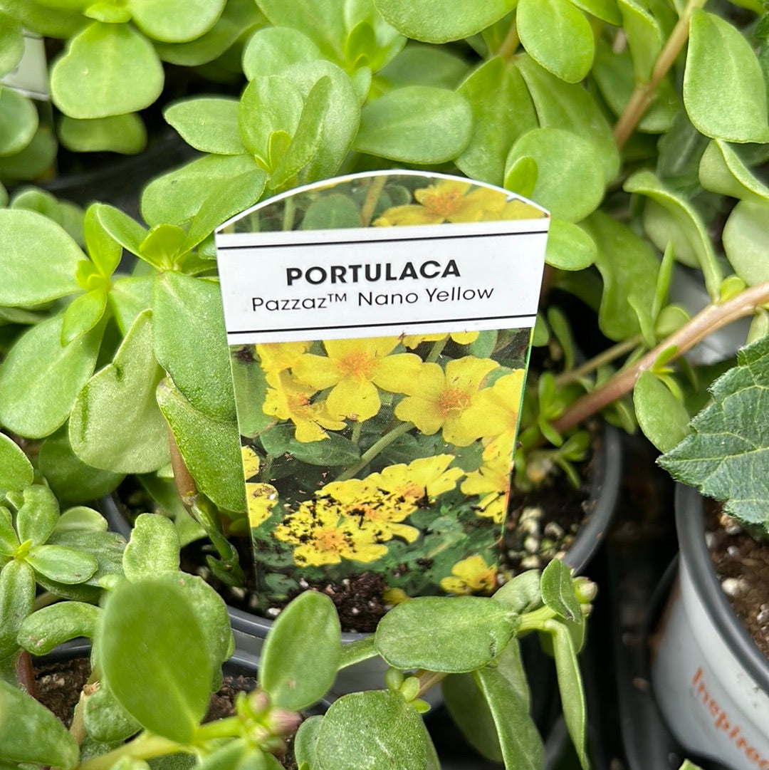 4" Portulaca