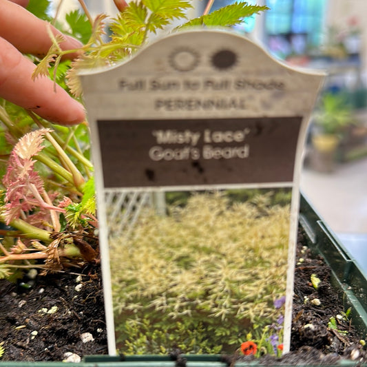 1 Gal Goat's Beard 'Aruncus'