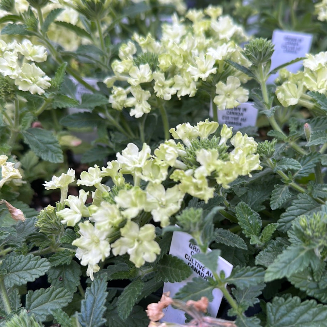 4" Verbena