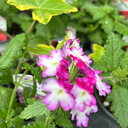 4" Verbena