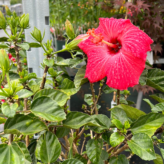 10" Tropical Hibiscus Tree