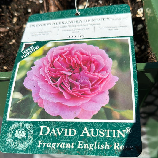 David Austin Princess Alexandra of Kent Rose (Pink)