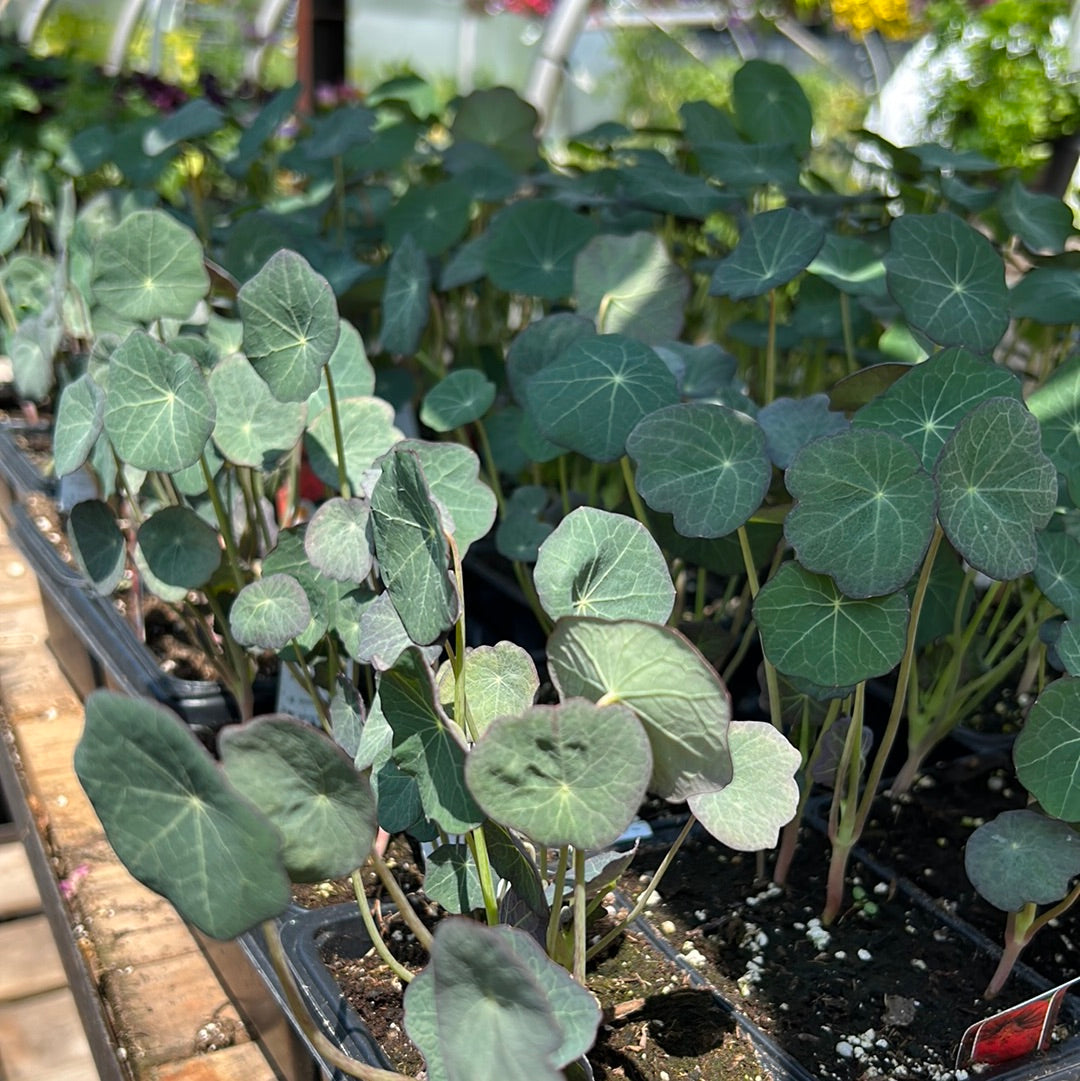 Multi Pack Nasturtium