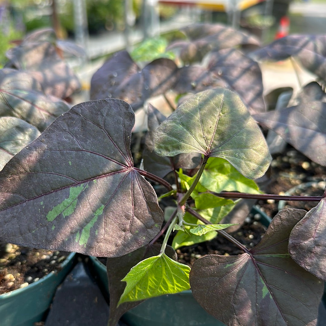 4" Potato Vine (Ipomoea Batas)