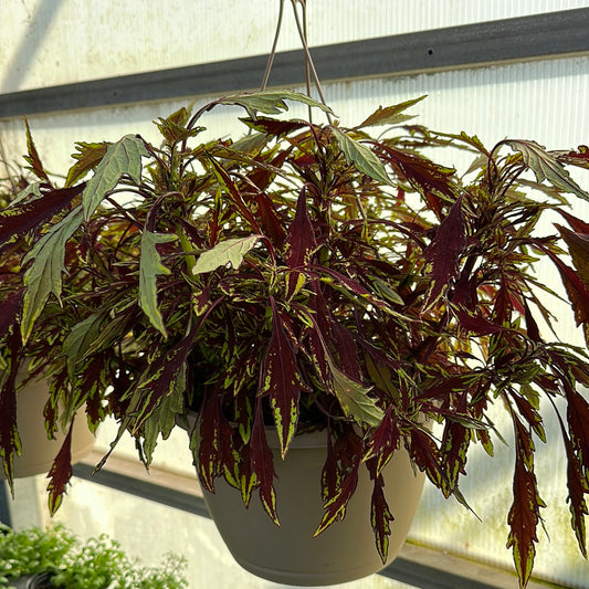 10" Coleus Hanging Baskets