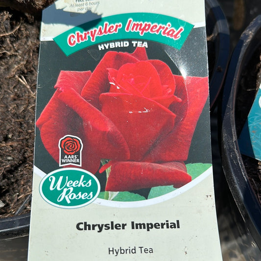 Weeks Roses 'Chrysler Imperial Rose' (Hybrid Tea)