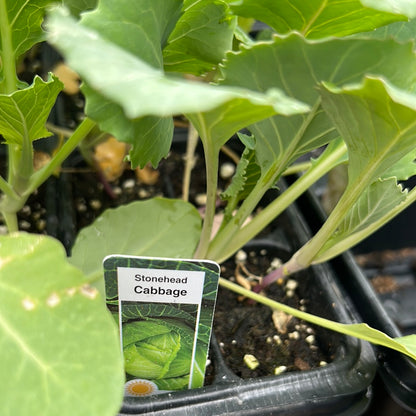 Cabbage Plants (Multi Pack)