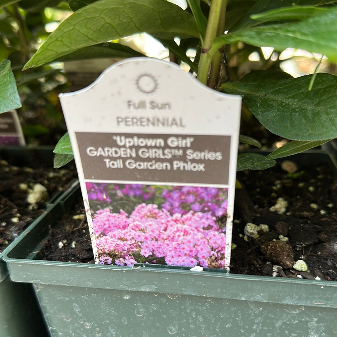 1 Gal Tall/Garden/Summer Phlox