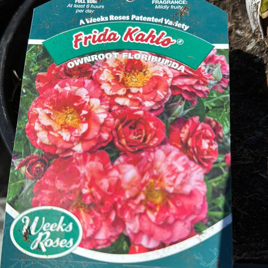 Weeks Roses 'Frida Kahlo' (Floribunda)