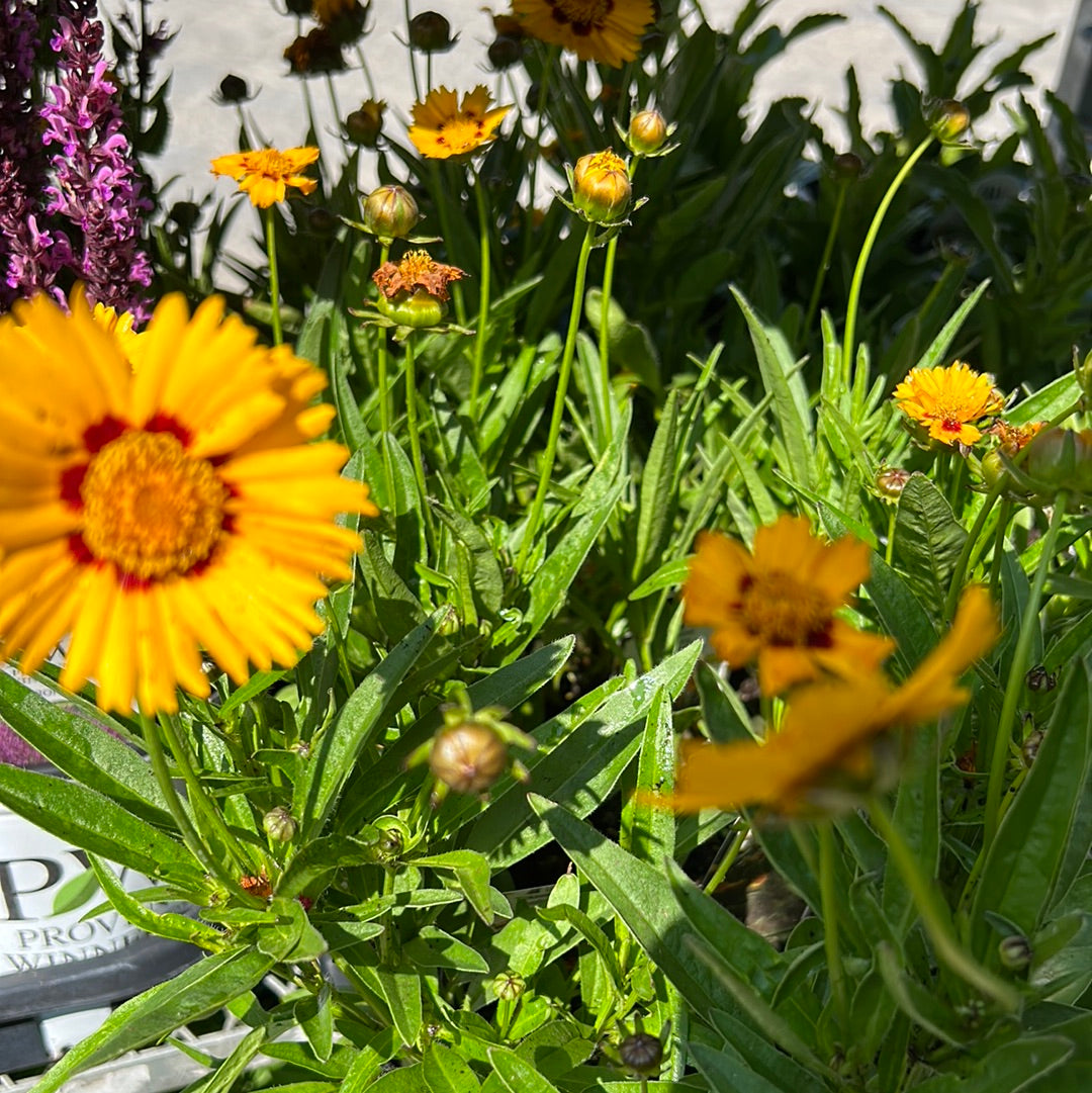 4" Coreopsis 'Tickseed'
