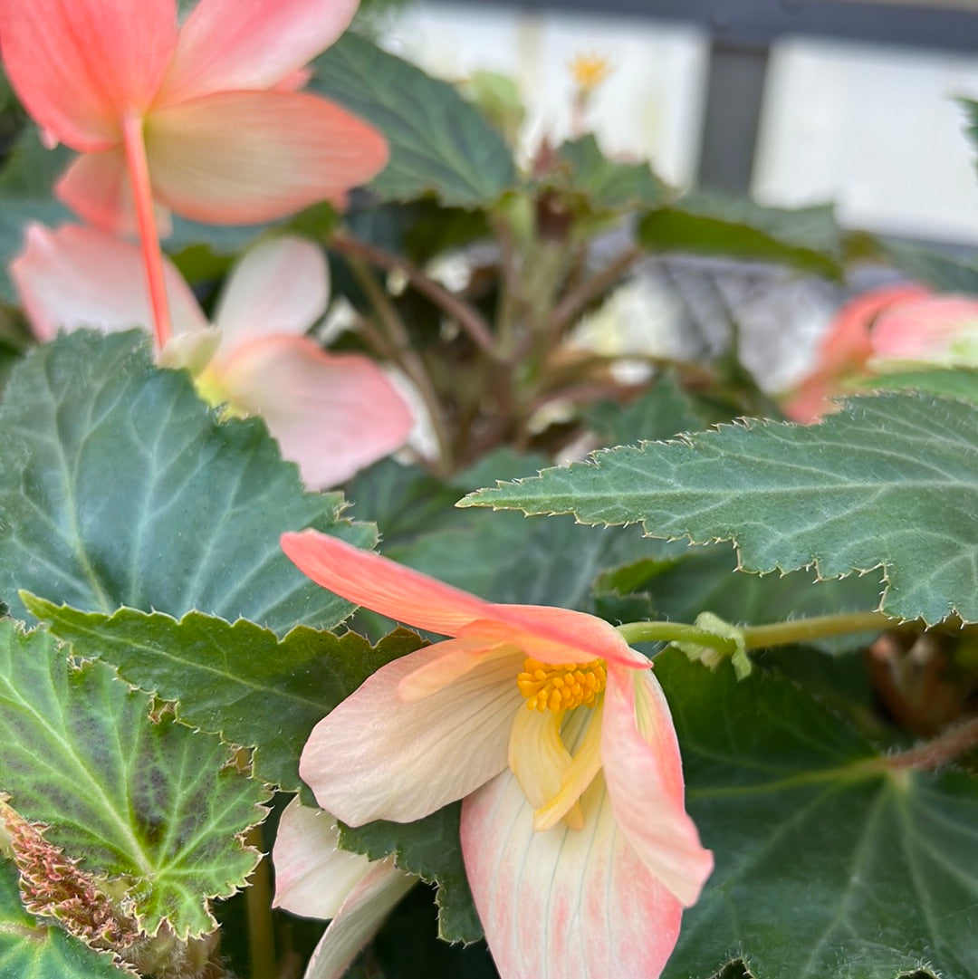 4" Begonia Angel Falls