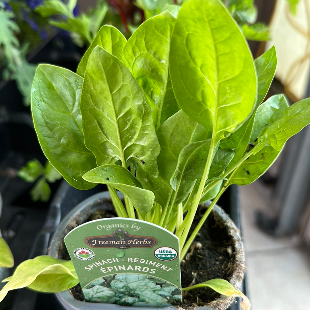 4" Organic Spinach