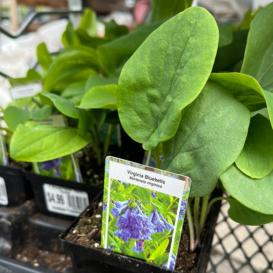 4" Mertensia Virginia  'Virginia Bluebells'