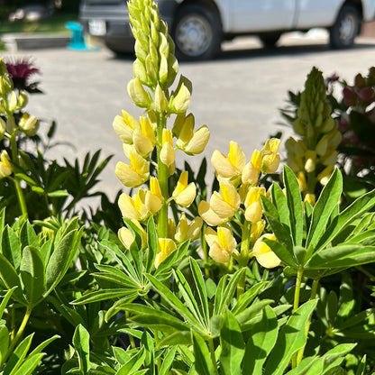 Lupine 'Lupinus' 1 Gal