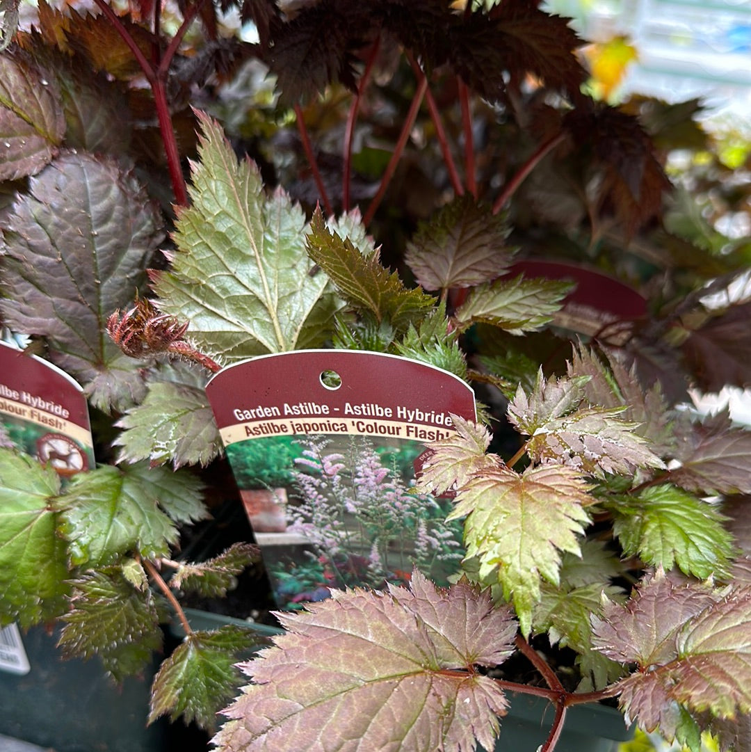 1 Gal Astilbe