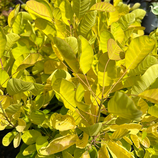 Winecraft Gold Smokebush