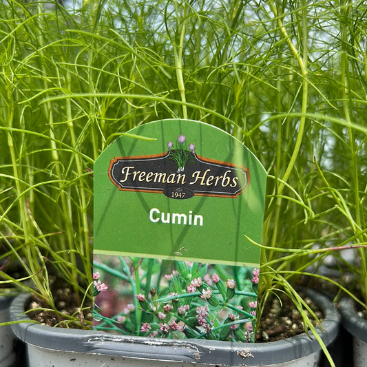 4" Cumin