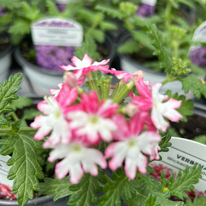 4" Verbena