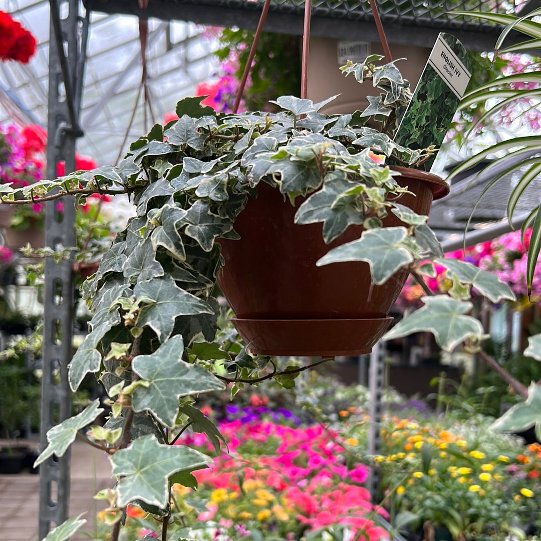 Ivy Hanging Basket