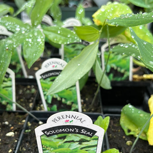 4" Solomon's Seal 'Polygonatum Biflorum'